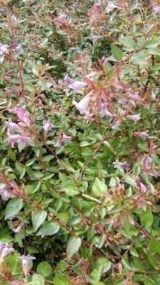 Abelia grandiflora 'Edward Goucher'