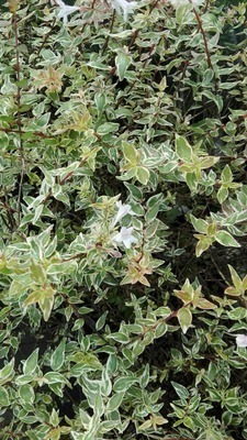 Abelia grandiflora 'Confetti'