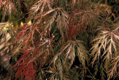 Acer palmatum 'Inaba  Shidare'