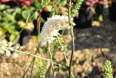 Actaea simplex 'White Pearl'