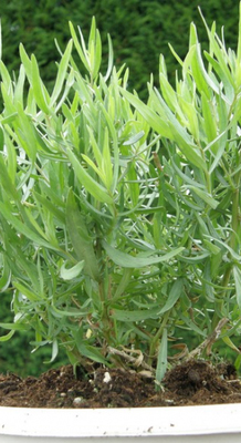 Artemisia  dracunculus 'Senior'