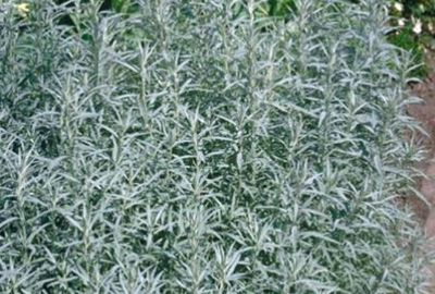 Artemisia ludoviciana 'Silver Queen'
