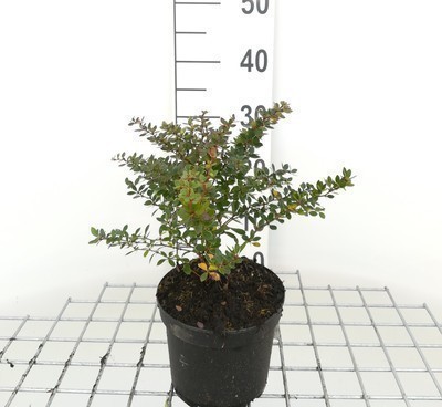 Berberis buxifolia 