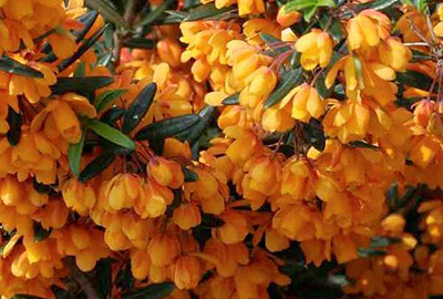 Berberis  linearifolia 'Orange King'