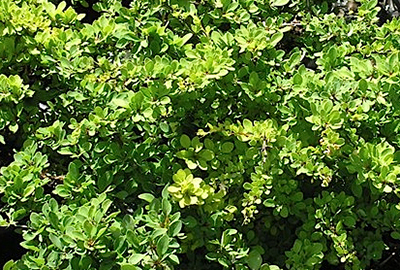 Berberis  thunbergii  'Green Carpet'