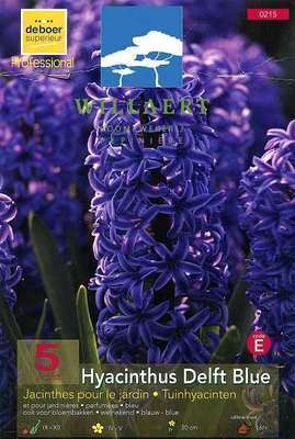 Hyacinthus 'Delfts Blauw'