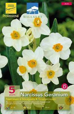 Narcissus geranium