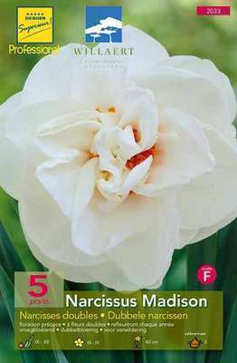Narcissus  dubbel 'Madison'