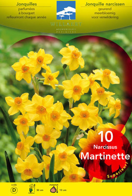 Narcissus  jonquilla 'Martinette'