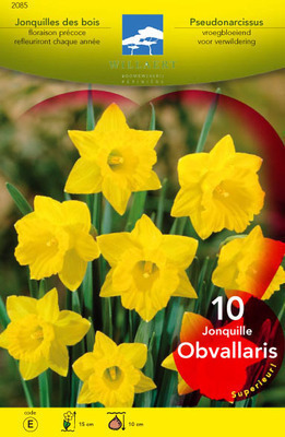 Narcissus obvallaris (pseudonarcissus)