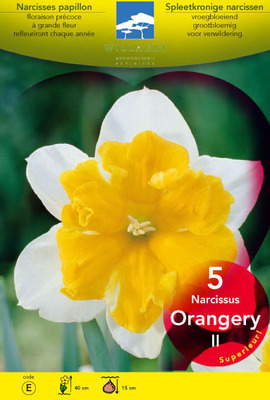 Narcissus  papillon 'Orangery'