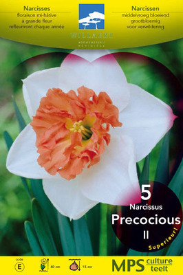 Narcissus  'Precocious'