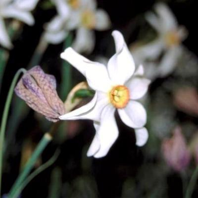 Narcissus  poeticus 'Recurvus'