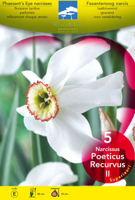 Narcissus  poeticus 'Recurvus'