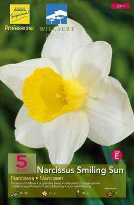 Narcissus  trompet 'Smiling Sun'