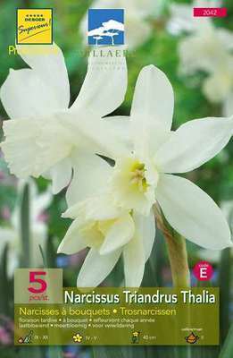 Narcissus  triandrus 'Thalia'