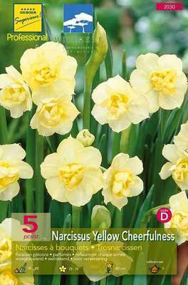 Narcissus  'Yellow Cheerfulness'