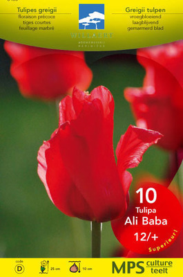 Tulipa greigii 'Ali Baba'