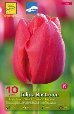 Tulipa triumph ' Bastogne'