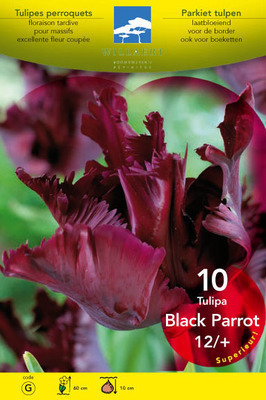 Tulipa parkiet 'Black Parrot'