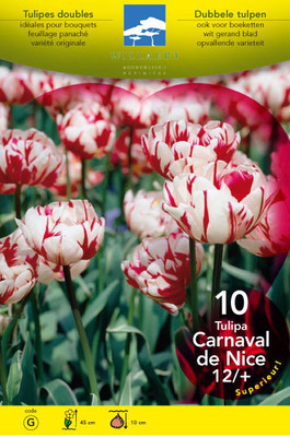 Tulipa dubbel laat 'Carnaval de Nice'
