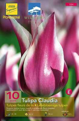 Tulipa lelie 'Claudia'