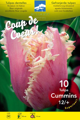Tulipa fringed 'Cummins'