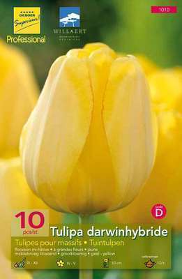Tulipa darwinhybride geel