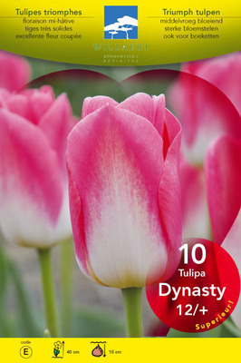 Tulipa triumph ' Dynasty'