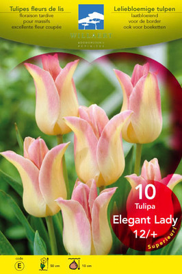 Tulipa lelie 'Elegant Lady'