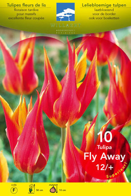 Tulipa lelie 'Fly Away'