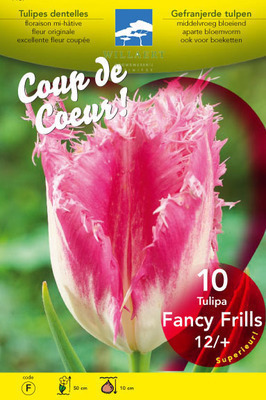 Tulipa fringed 'Fancy Frills'