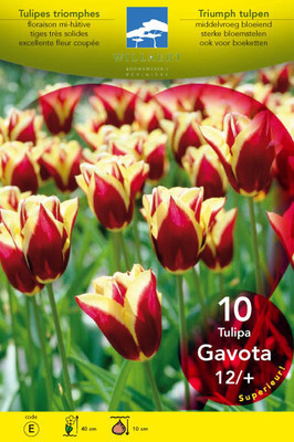Tulipa triumph 'Gavota'