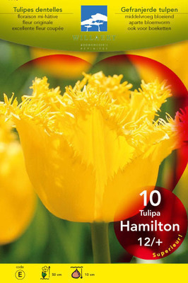 Tulipa fringed 'Hamilton'