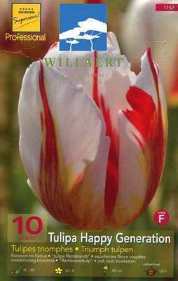 Tulipa triumph 'Happy Generation'