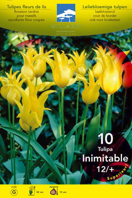 Tulipa lelie 'Inimitable'
