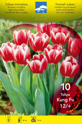 Tulipa triumph 'Kung Fu'