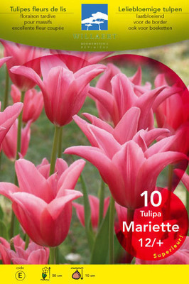 Tulipa lelie 'Mariette'