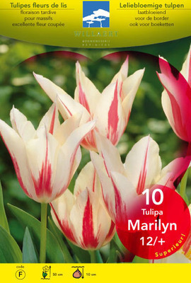 Tulipa lelie 'Mariette'