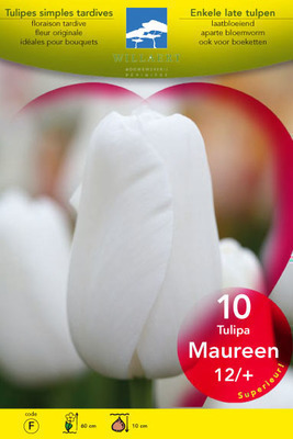 Tulipa  enkel laat 'Maureen'