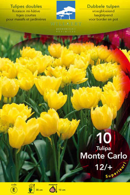 Tulipa dubbel vroeg 'Monte Carlo'