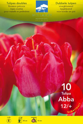 Tulipa dubbel vroeg 'Monsella'