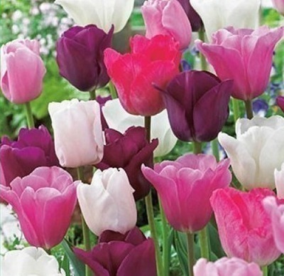 Tulipa pastel gemengd - mix