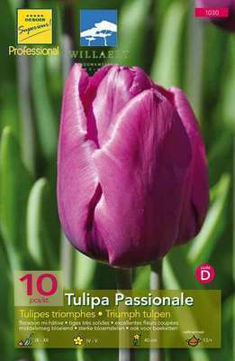 Tulipa triumph 'Passionale'