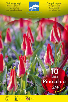 Tulipa greigii 'Pinocchio'