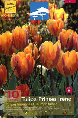 Tulipa triumph 'Prinses Irene'