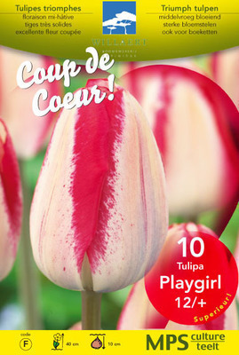 Tulipa triumph 'Playgirl'