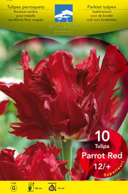 Tulipa parkiet 'Parrot Red'
