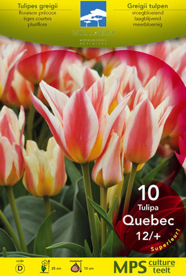 Tulipa meerbloemig  'Quebec'