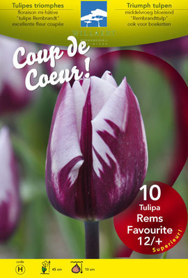 Tulipa triumph 'Rems Favorite'